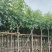 腊肠树4～12公分基地直销规格齐全欢迎老板来电咨询