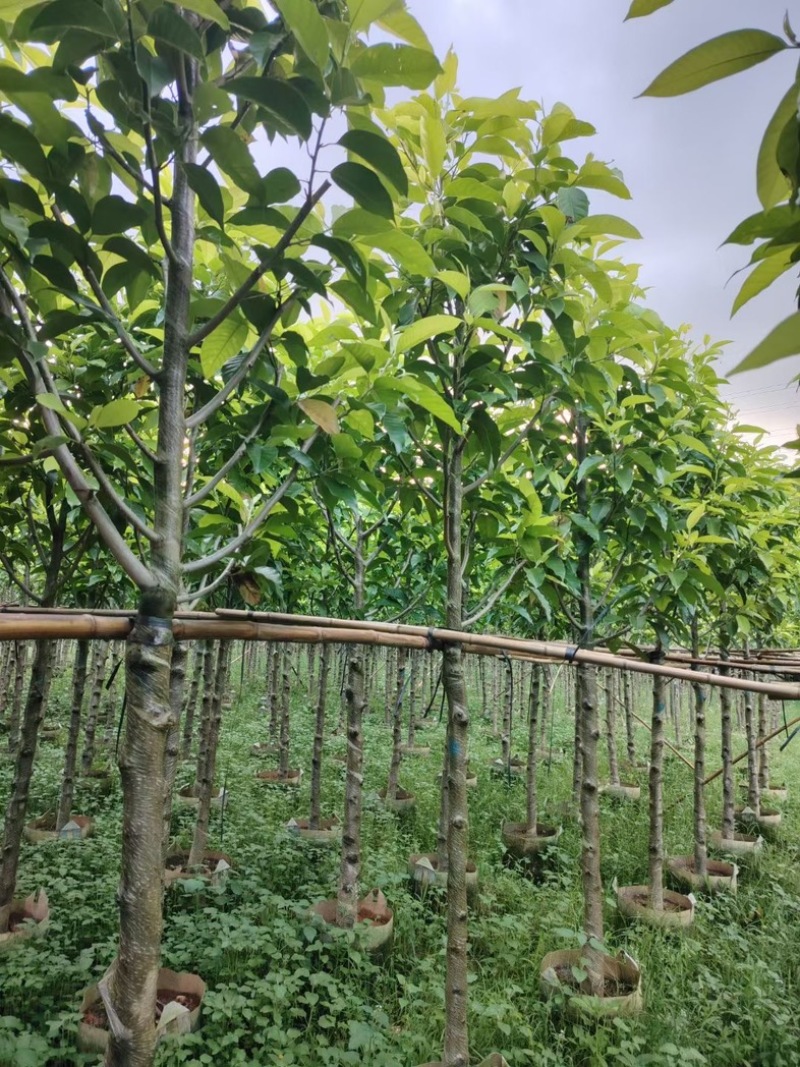 骨架白玉兰5～10公分基地直销规格齐全欢迎老板来电