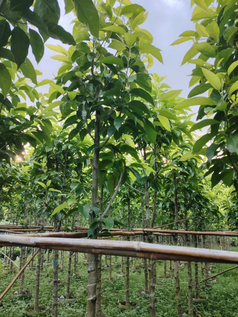 骨架白玉兰5～10公分基地直销规格齐全欢迎老板来电