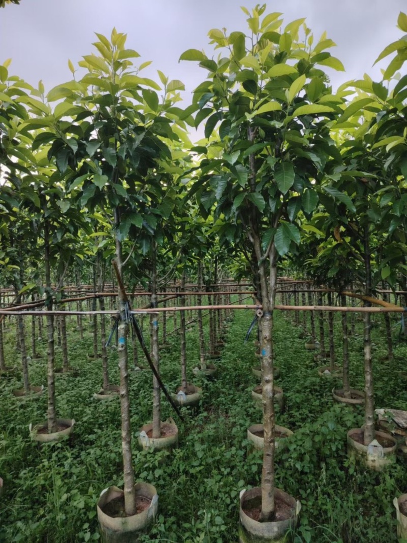 骨架白玉兰5～10公分基地直销规格齐全欢迎老板来电