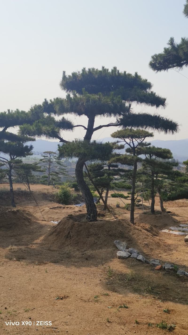 盛典苗木精品观景树造型松成品树（非幼苗）