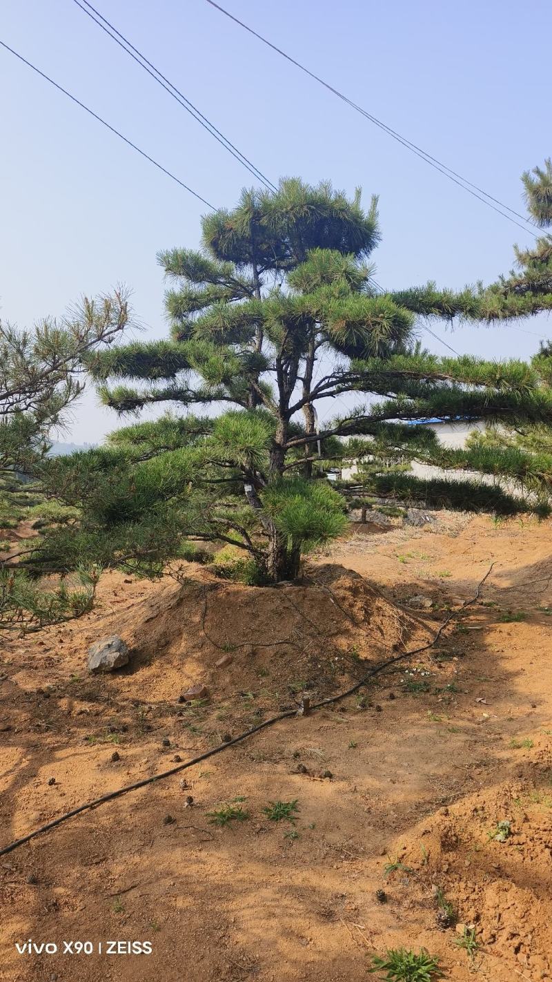 盛典苗木精品观景树造型松成品树（非幼苗）