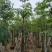 美丽异木棉10～20公分基地直销规格齐全欢迎老板来电