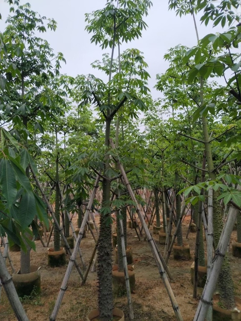 美丽异木棉10～20公分基地直销规格齐全欢迎老板来电