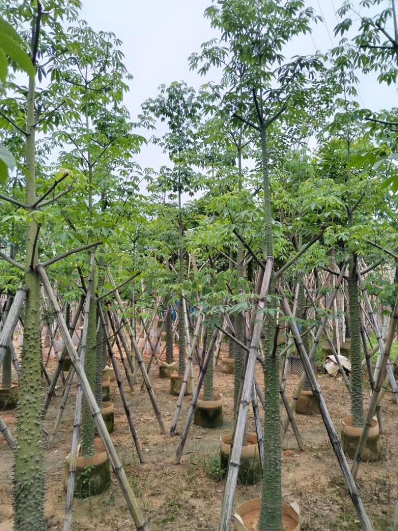 美丽异木棉10～20公分基地直销规格齐全欢迎老板来电