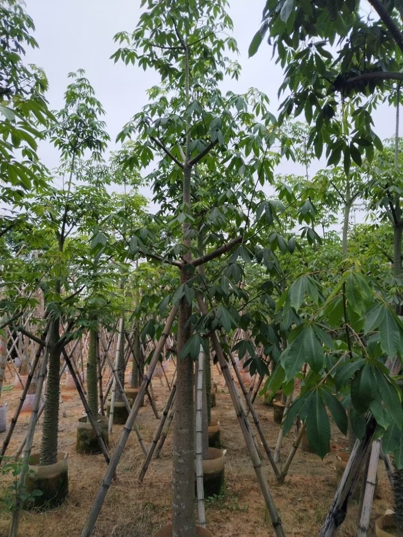 美丽异木棉10～20公分基地直销规格齐全欢迎老板来电