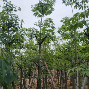 美丽异木棉10～20公分基地直销规格齐全欢迎老板来电