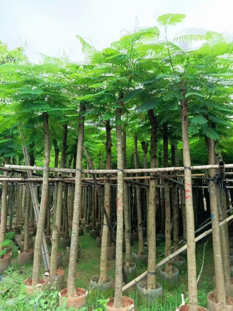 凤凰木5～15公分基地直销规格齐全欢迎老板来电咨询