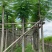 凤凰木5～15公分基地直销规格齐全欢迎老板来电咨询