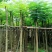 凤凰木5～15公分基地直销规格齐全欢迎老板来电咨询