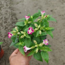 夏堇、红花夏堇、蓝花夏堇、夏堇杯苗批发