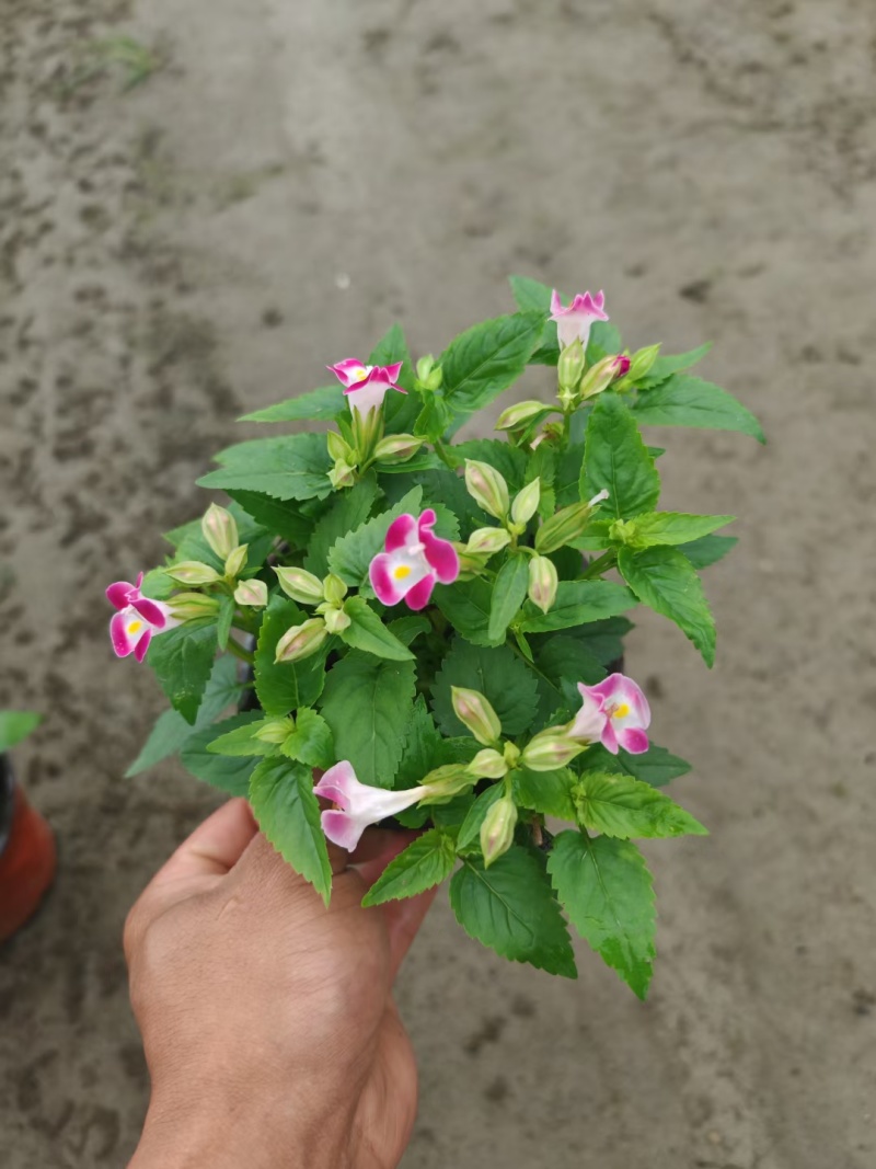 夏堇、红花夏堇、蓝花夏堇、夏堇杯苗批发