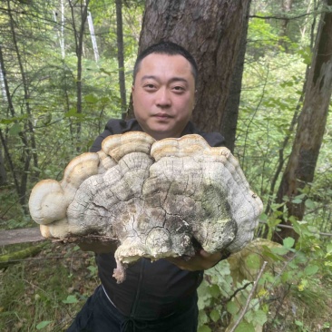 苦白蹄野生阿里红小兴安岭新货大量有货药用真菌药用层孔菌