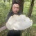 苦白蹄野生阿里红小兴安岭新货大量有货药用真菌药用层孔菌