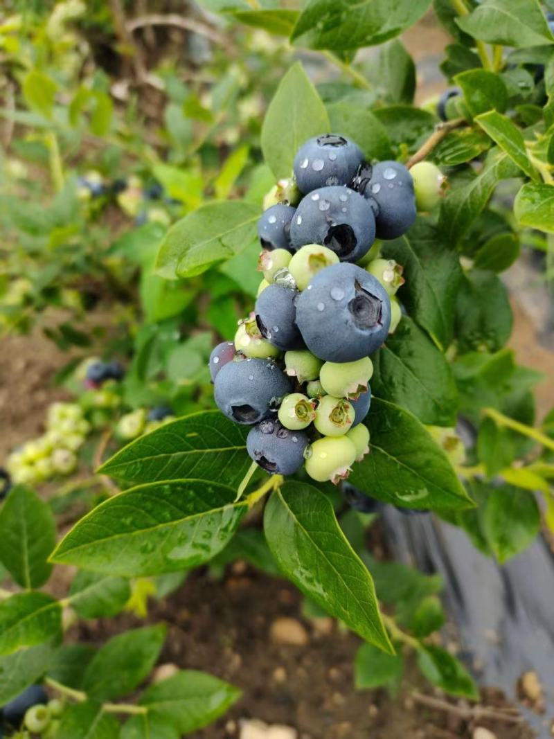 辽宁省开原市八棵树纯陆地甜口蓝莓