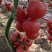 硬粉番茄苗越冬早春粉果西红柿苗硬粉西红柿苗早熟抗性强