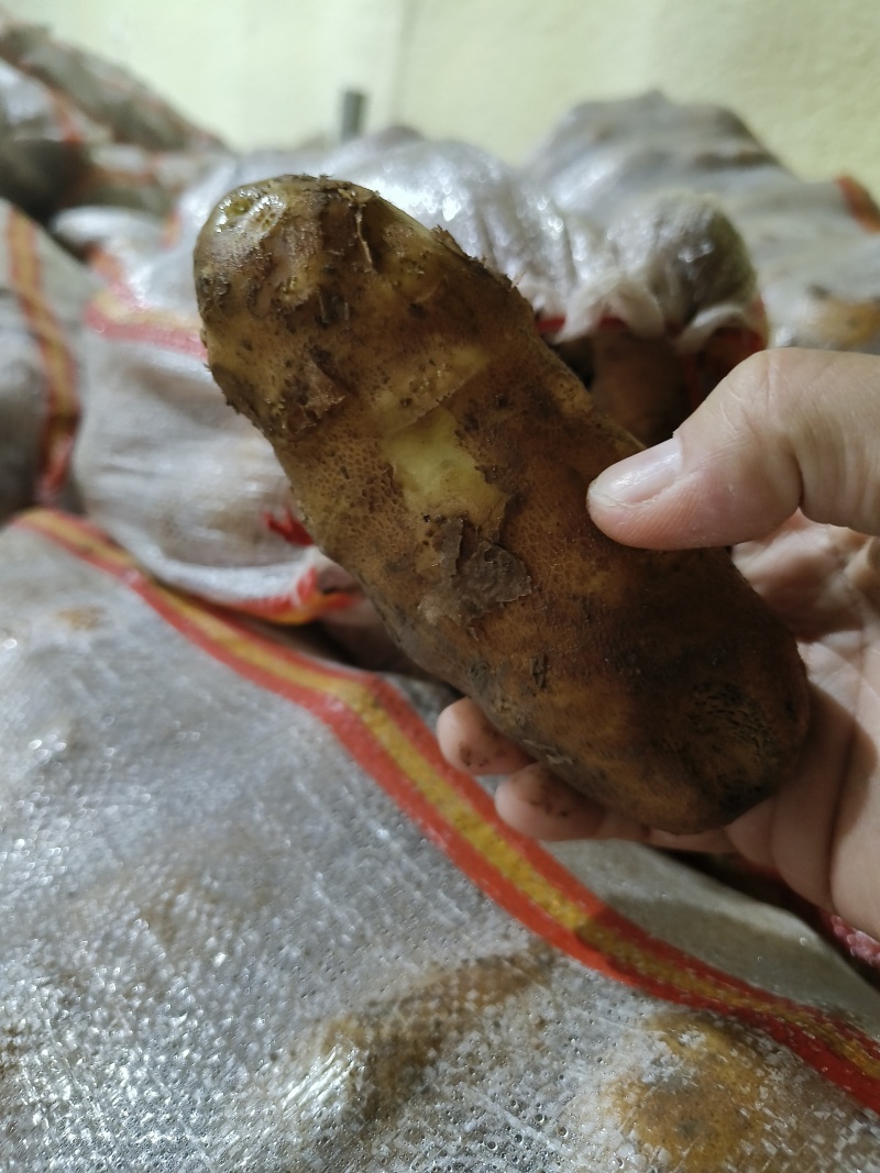 麦肯土豆2两以上的原产地大量欢迎来电