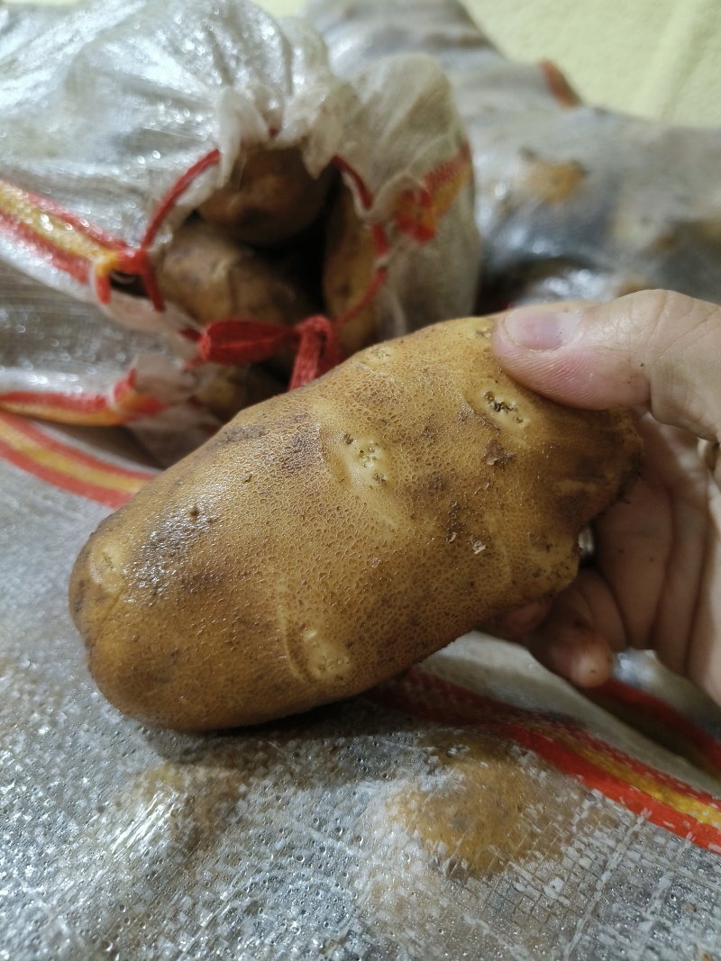 麦肯土豆2两以上的原产地大量欢迎来电