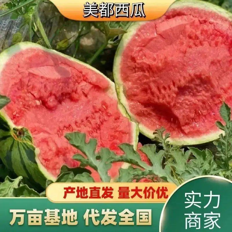 精品西瓜陕西美都西瓜大量上市诚信经营量大从优欢迎咨询
