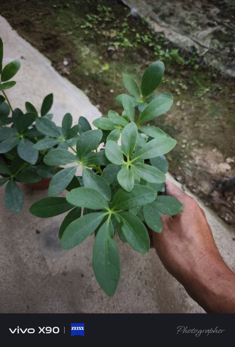 发财树，基地大量现货，质量很好