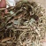 小麦秸秆，花生秧，花生秧叶，以质量求生存，以信誉求发展，