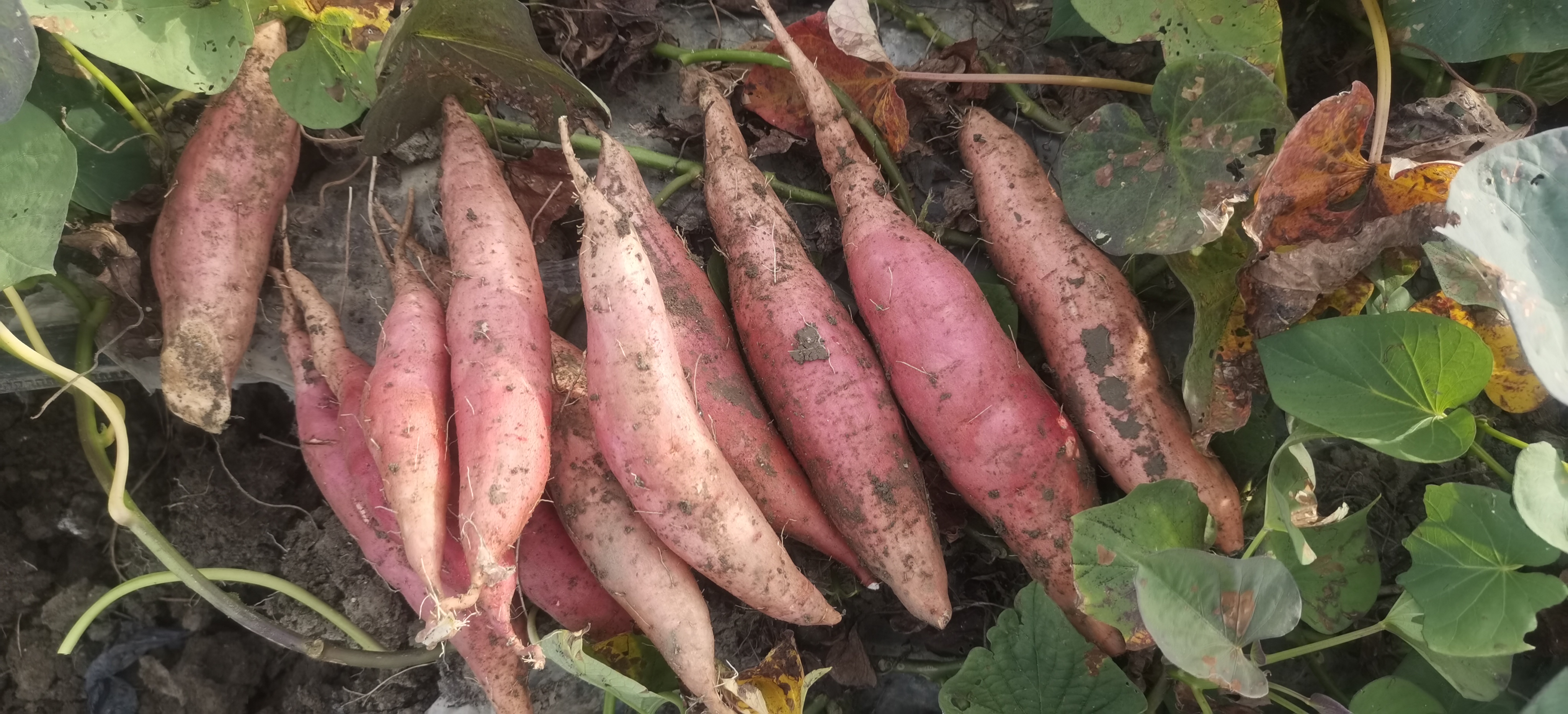 绿色蔬菜市场展示