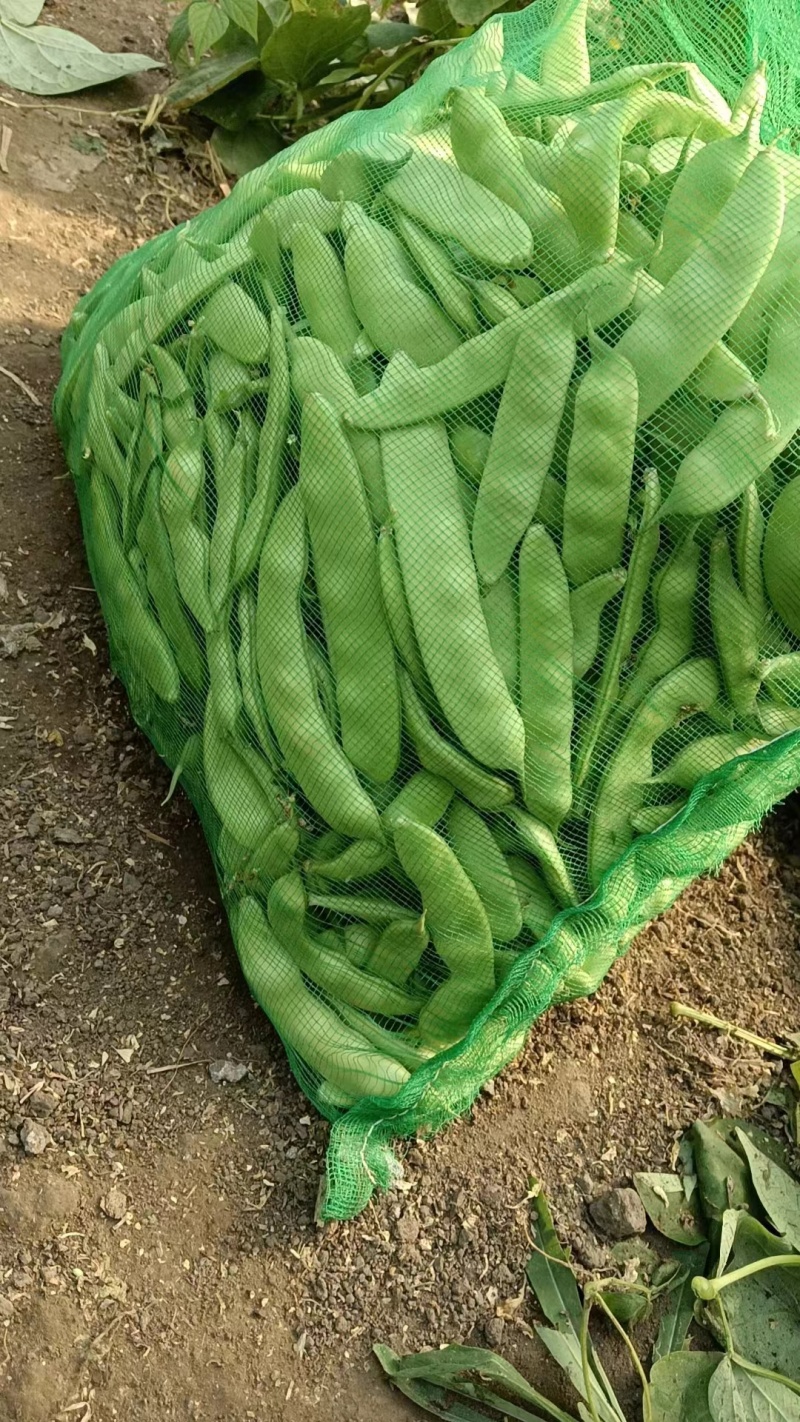 吉林油豆角大量上市，质量好价格美丽全国代发欢迎采购