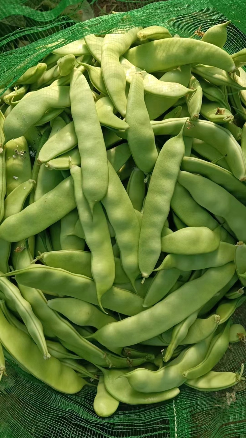 吉林油豆角大量上市，质量好价格美丽全国代发欢迎采购
