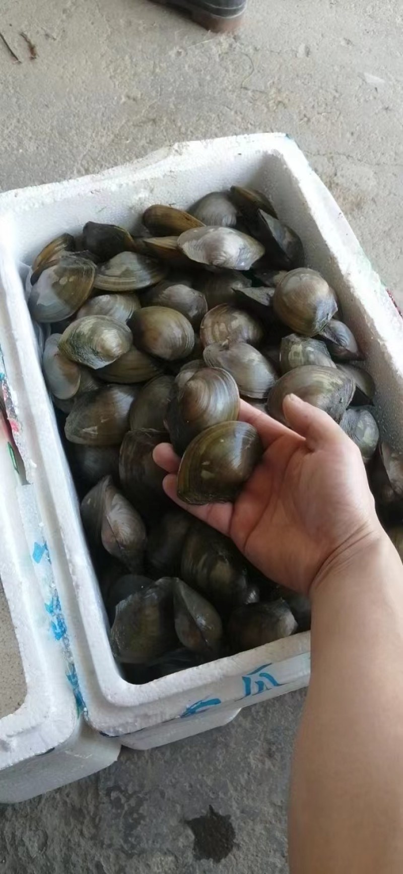 安徽蚌埠河蚌，大量当天新鲜货，大量有货