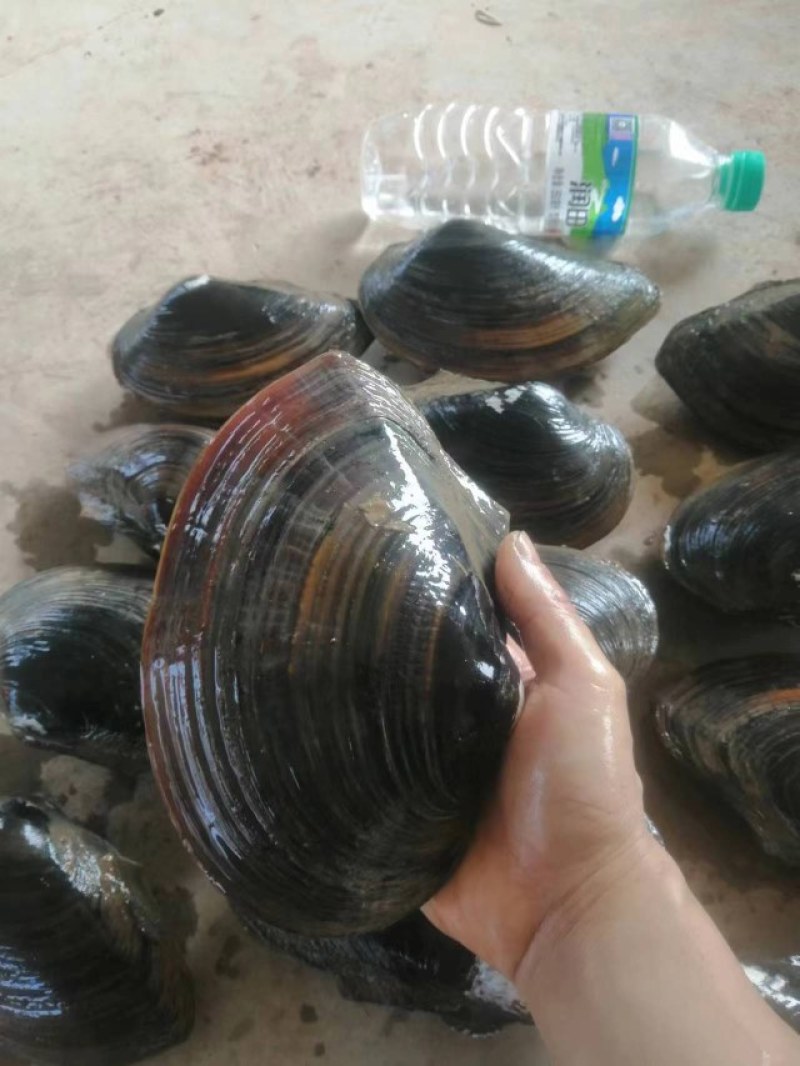 安徽蚌埠河蚌，大量当天新鲜货，大量有货