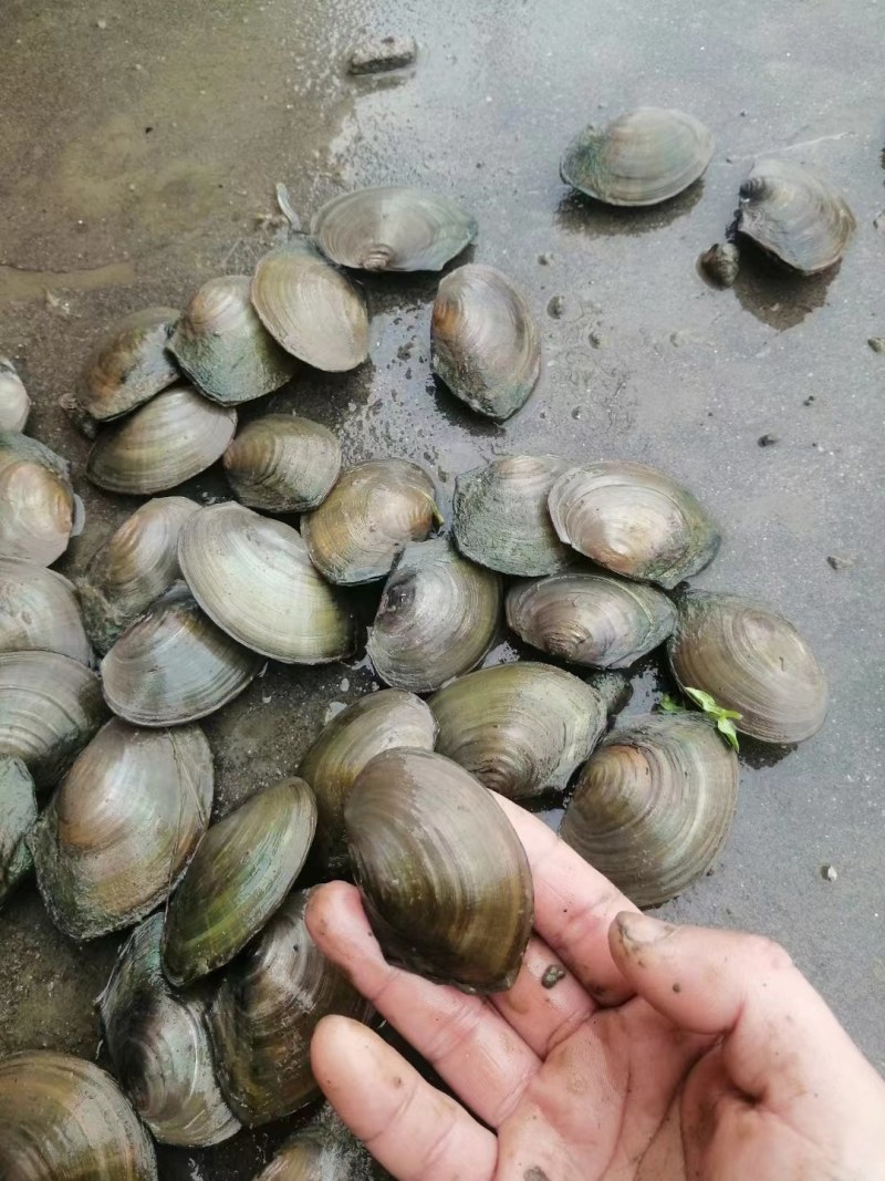 安徽蚌埠河蚌，大量当天新鲜货，大量有货