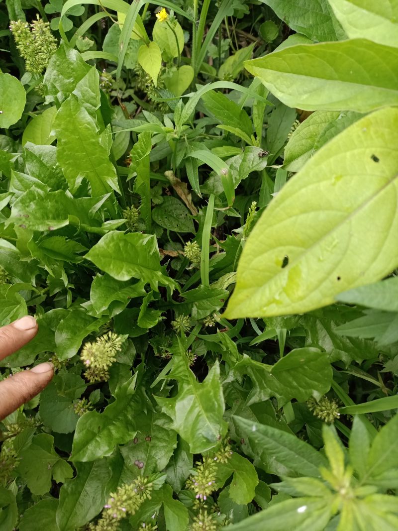 野生蒲公英，车前草