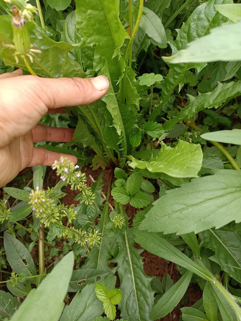 野生蒲公英，车前草