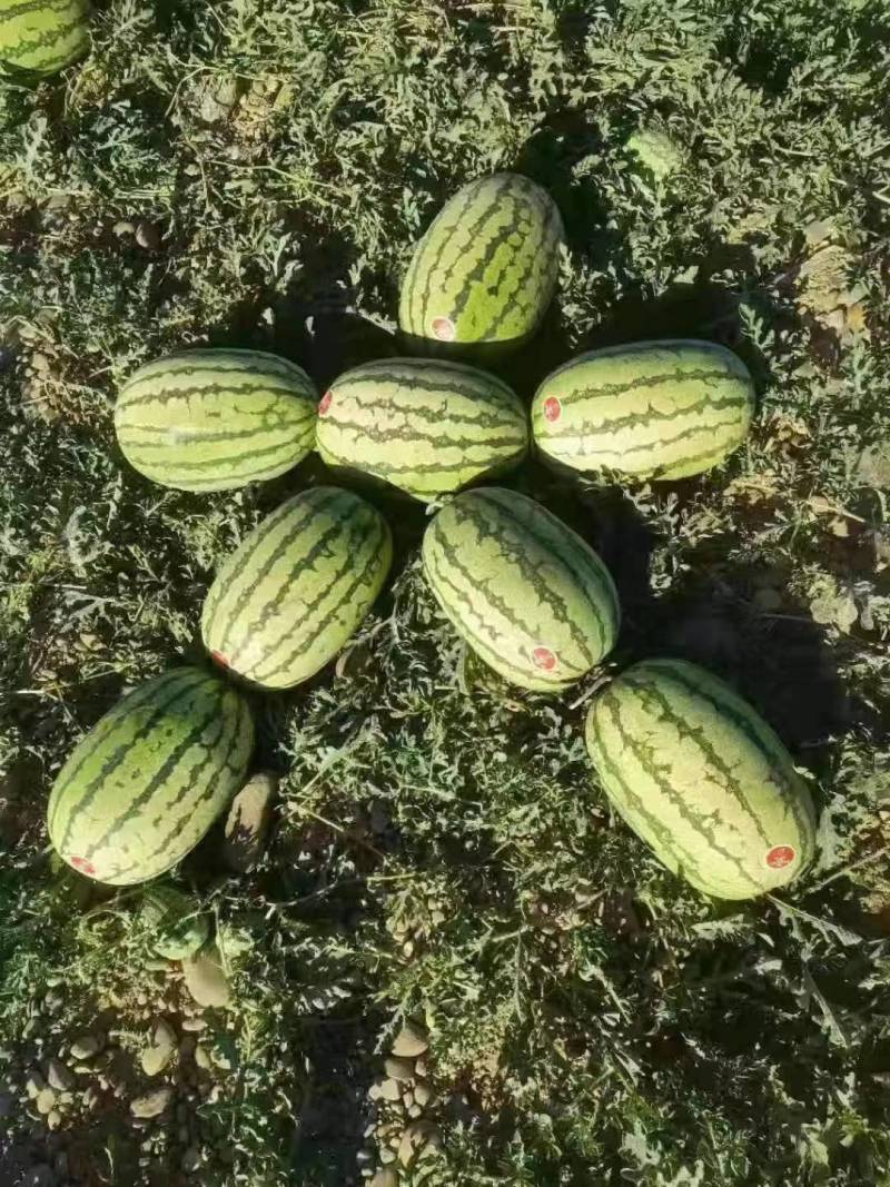 北京硒砂瓜头茬甜度高皮薄多汁对接全国市场量大优惠