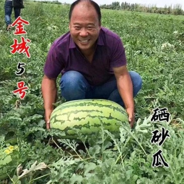 北京硒砂瓜头茬甜度高皮薄多汁对接全国市场量大优惠
