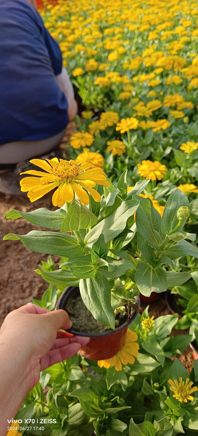 百日草苗圃基地直发价格优惠支持视频看货欢迎来电