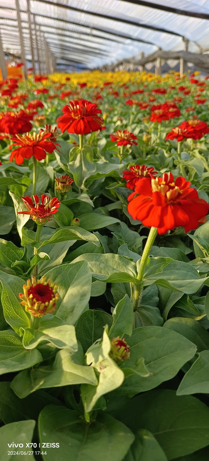 百日草苗圃基地直发价格优惠支持视频看货欢迎来电