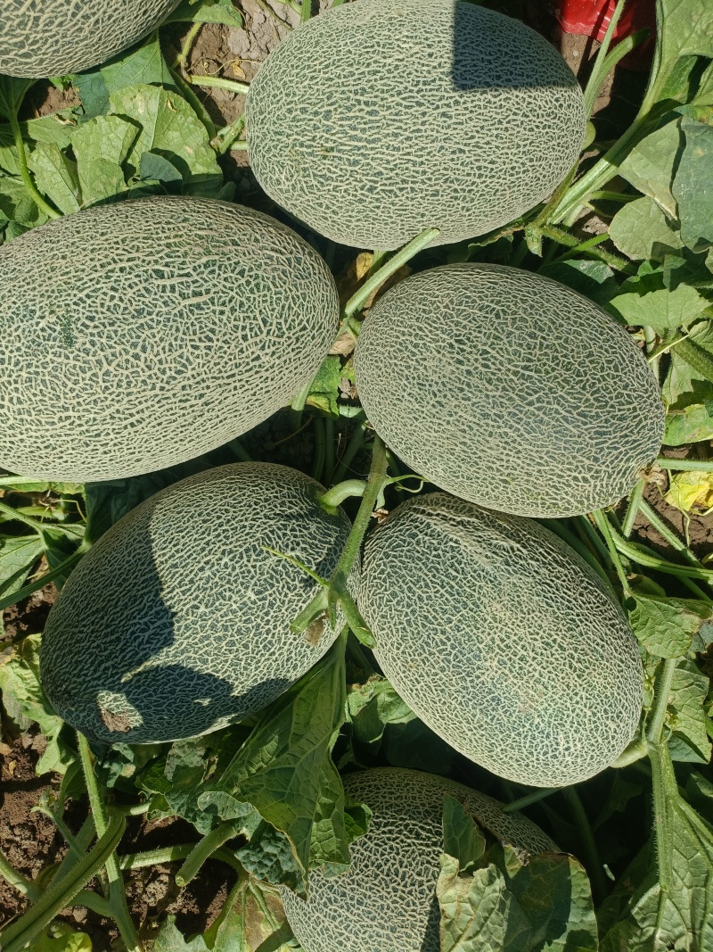 西州蜜，民勤沙地蜜瓜7月大量上市