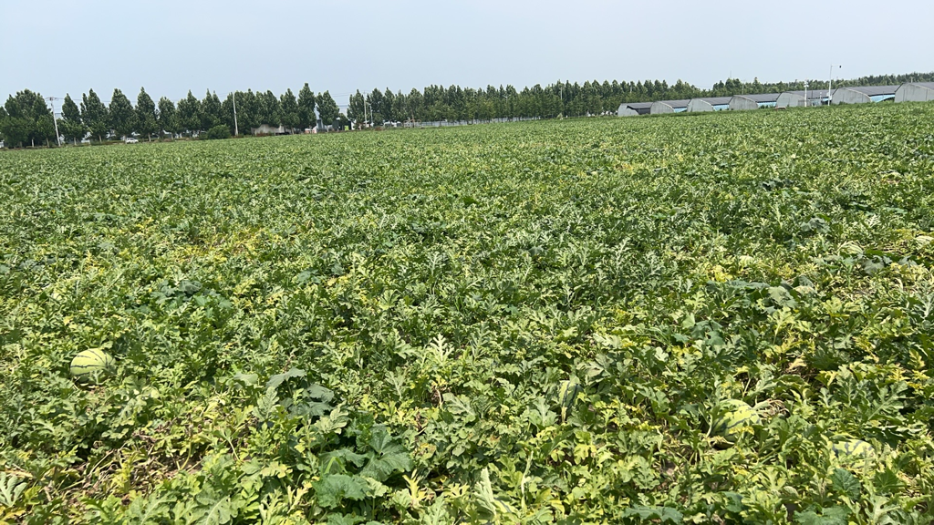 美都西瓜种植园实景