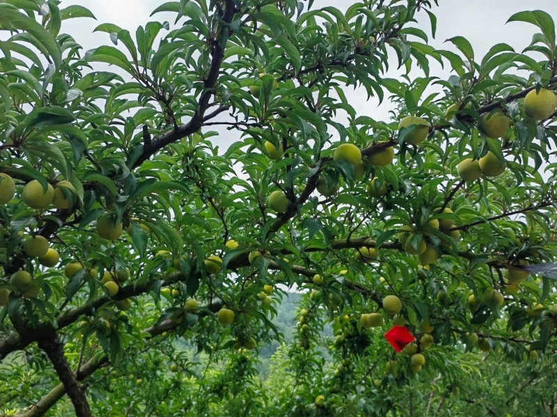 正宗蜂糖李