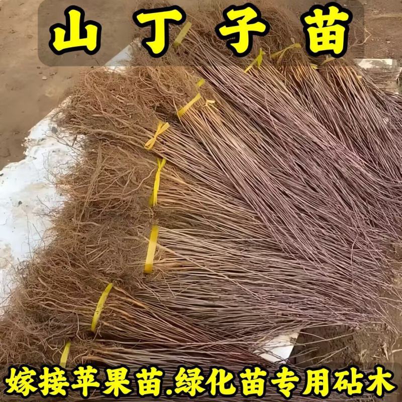 山丁子苗-山荆子苗-实生苗-嫁接各种品种苹果苗专用砧木