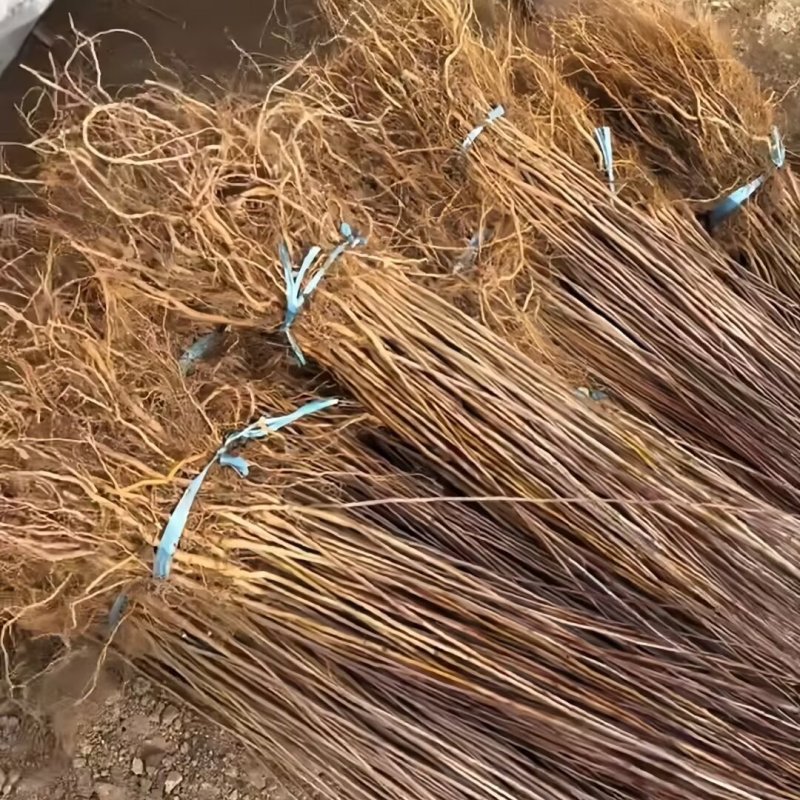 山丁子苗-山荆子苗-实生苗-嫁接各种品种苹果苗专用砧木