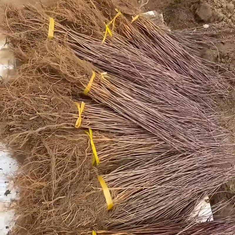 山丁子苗-山荆子苗-实生苗-嫁接各种品种苹果苗专用砧木