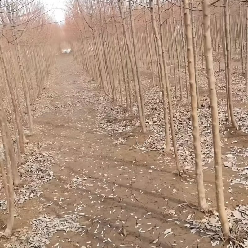 山丁子苗-山荆子苗-实生苗-嫁接各种品种苹果苗专用砧木