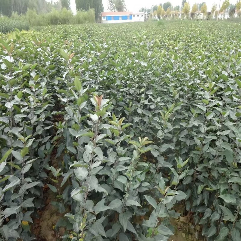 山丁子苗-山荆子苗-实生苗-嫁接各种品种苹果苗专用砧木