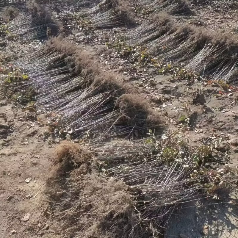山丁子苗-山荆子苗-实生苗-嫁接各种品种苹果苗专用砧木