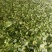 金花茶叶金花茶干叶防城港金花茶叶子大量供应金花茶叶