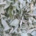 金花茶叶金花茶干叶防城港金花茶叶子大量供应金花茶叶