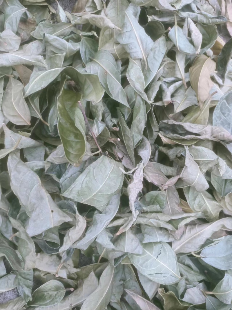 金花茶叶金花茶干叶防城港金花茶叶子大量供应金花茶叶
