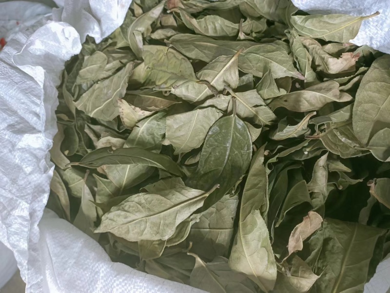 金花茶叶金花茶干叶防城港金花茶叶子大量供应金花茶叶